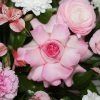 Розовый сад — изображение 3